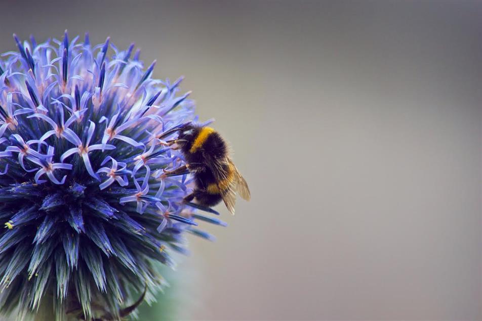 bee: Defra